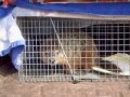 2009-05 Groundhog